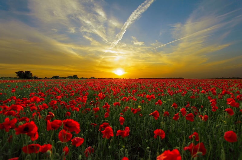 Wildflower Field