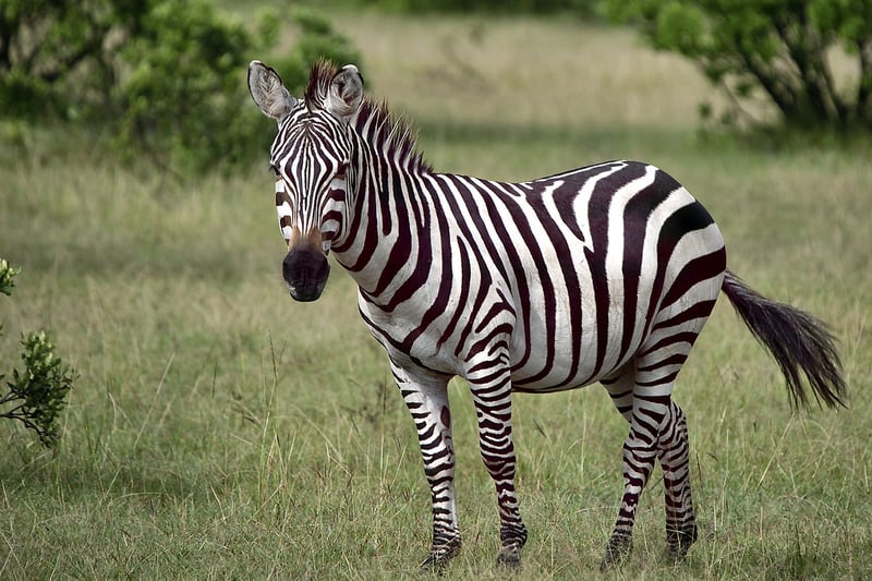 Safari in Africa