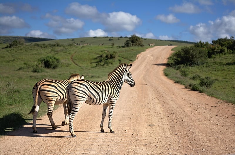 Zebra in Africa